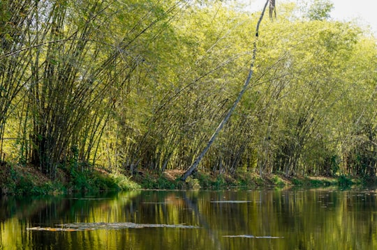 green trees on body of water during daytime in Valencia Venezuela