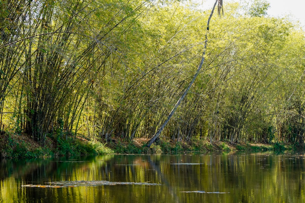 green trees on body of water during daytime