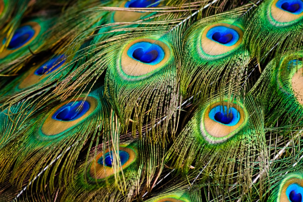 peacock feather on brown soil