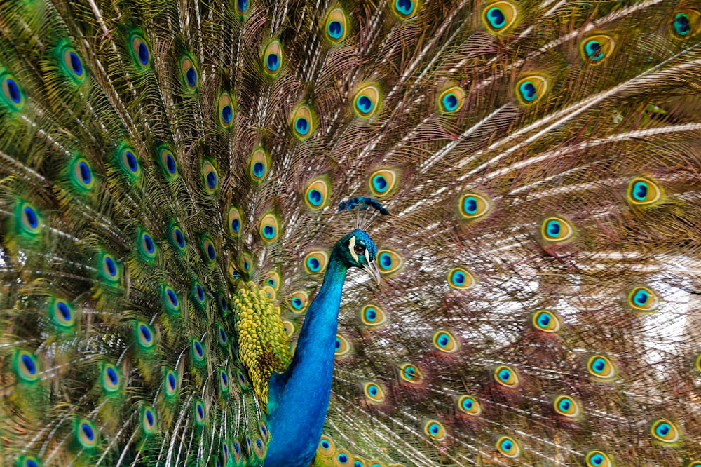 blue and brown peacock feather