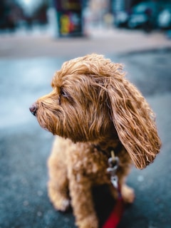 A small, curly-haired brown dog is sitting or standing on a wet concrete surface. The dog is pictured in profile, looking to the left. Its fur appears to be well-groomed, and it is wearing a collar with a leash attached. The background is blurred with bokeh effects, suggesting an urban setting with muted colors in the distance.