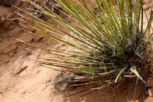 Energy Boost Formula