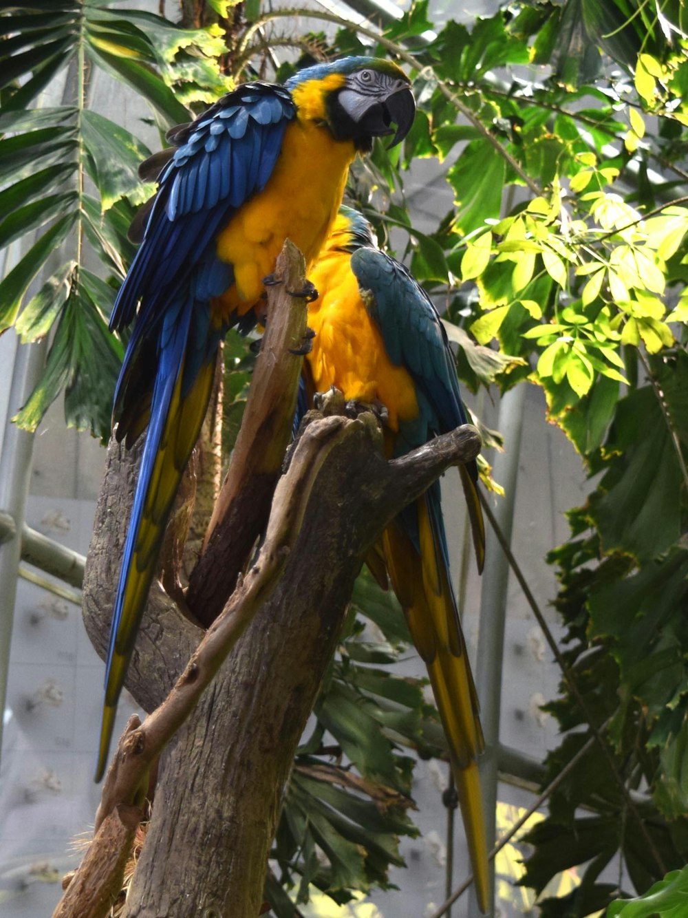 blue yellow and green parrot on brown tree branch