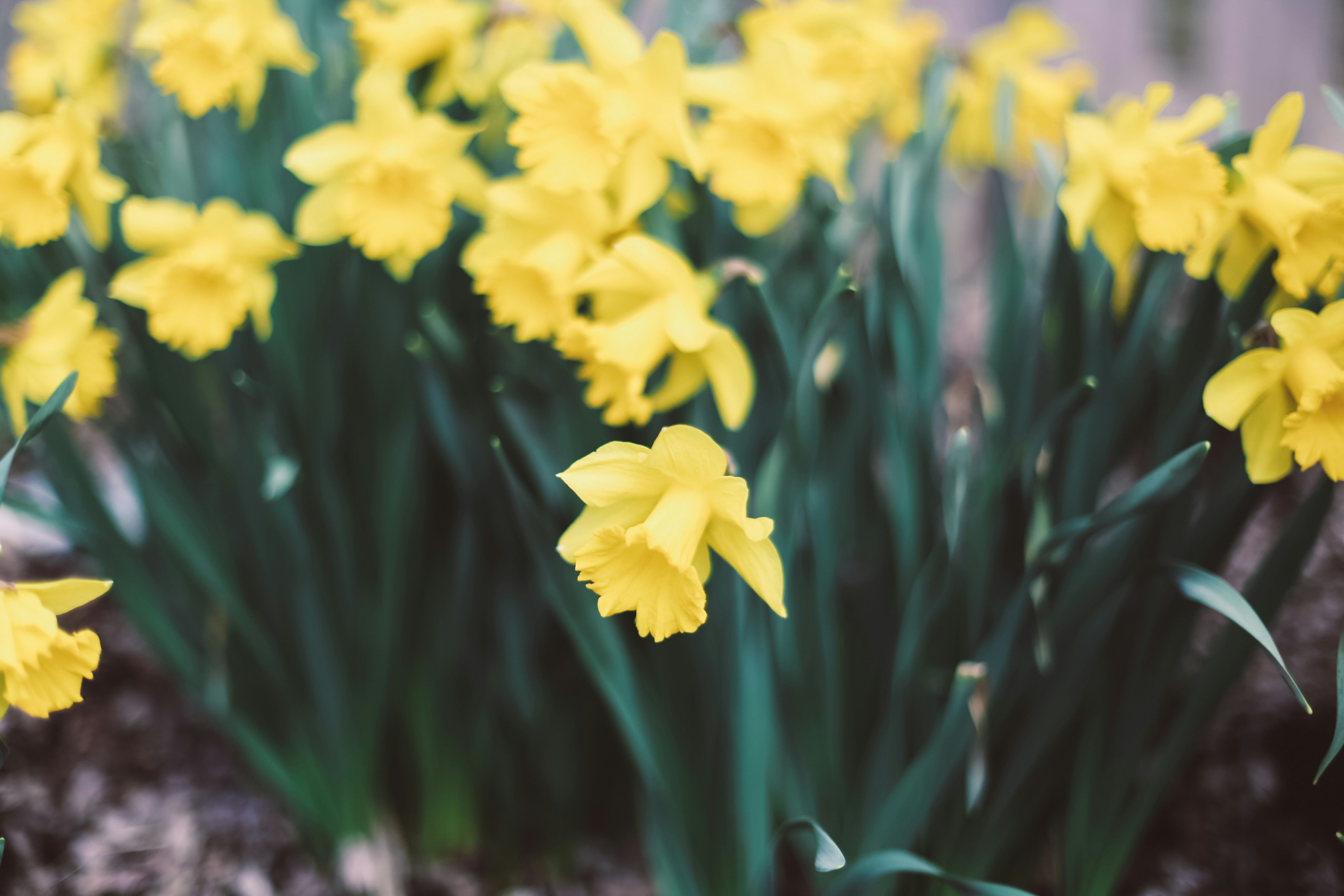 Photo by jessicalfadel