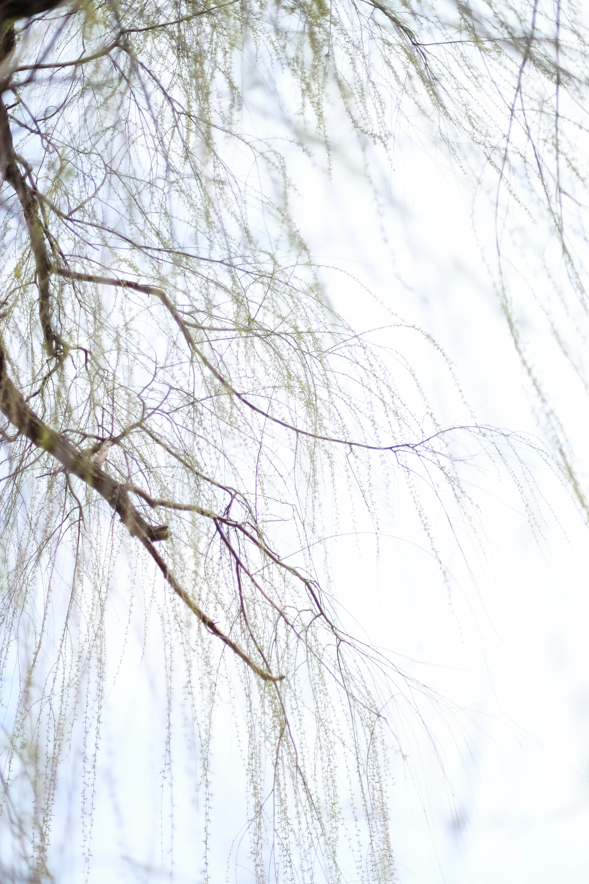 A sunlit close-up of delicate willow branches gently swaying against a soft pastel sky.