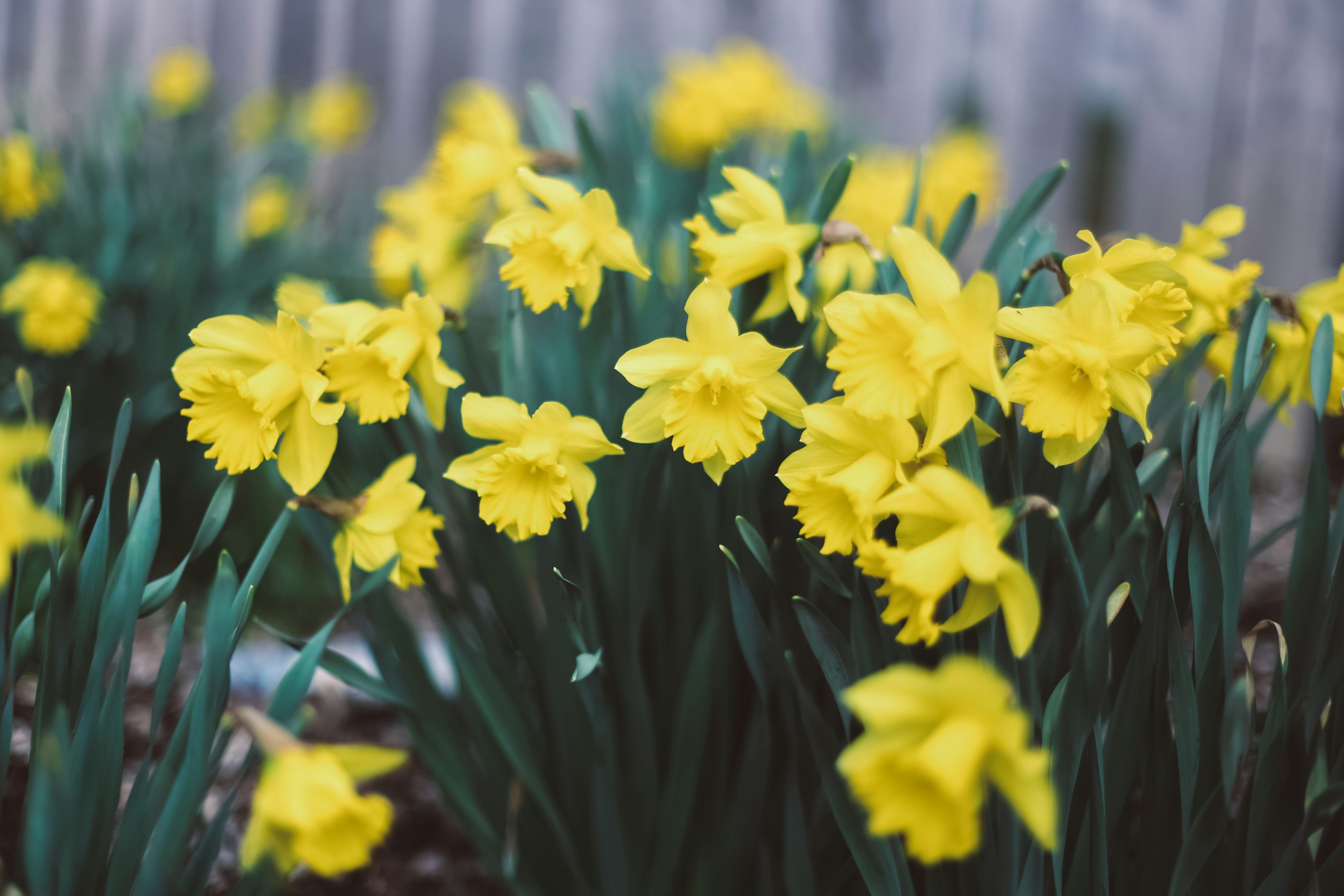 Photo by jessicalfadel