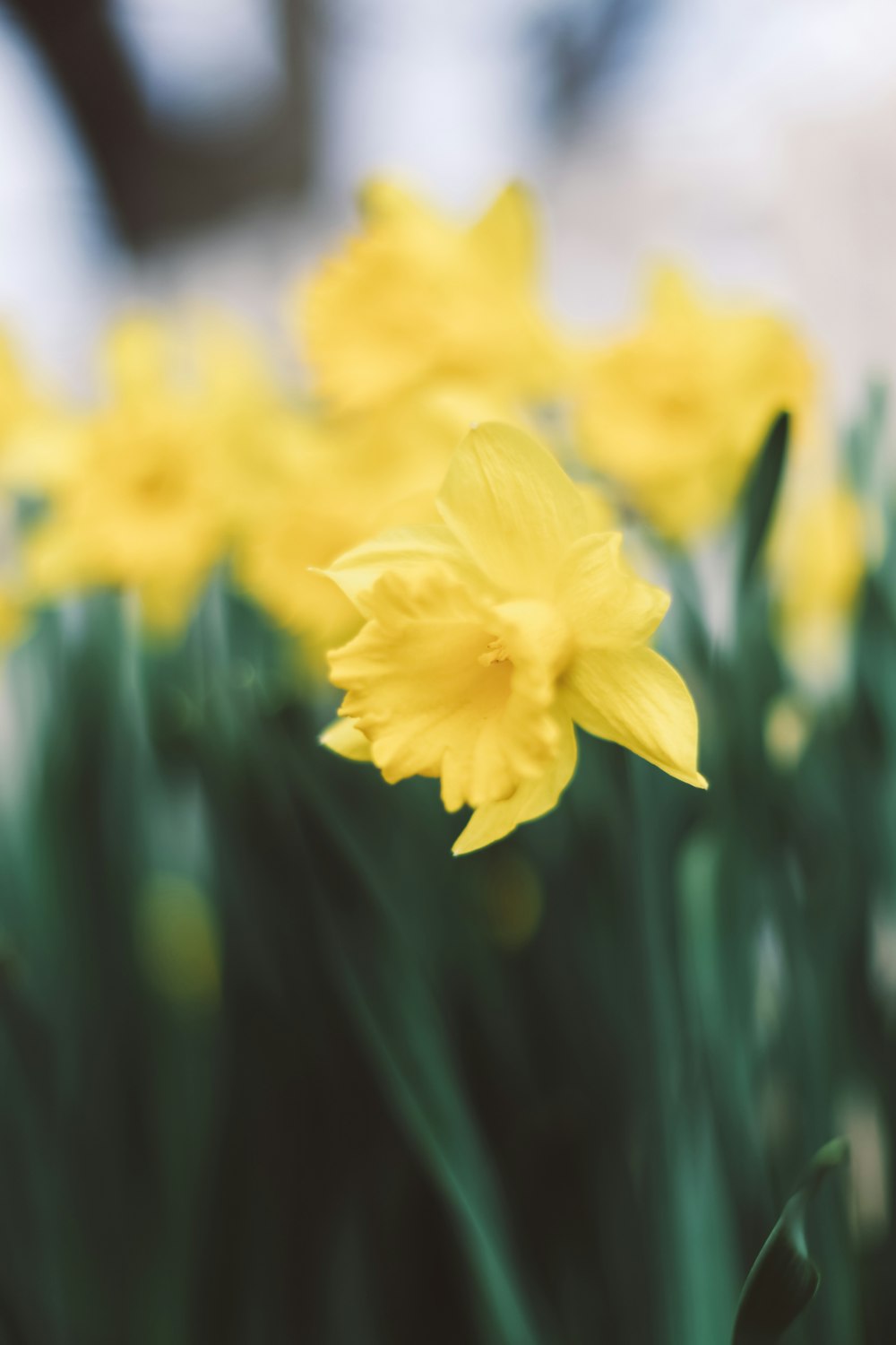 yellow daffodils in bloom during daytime