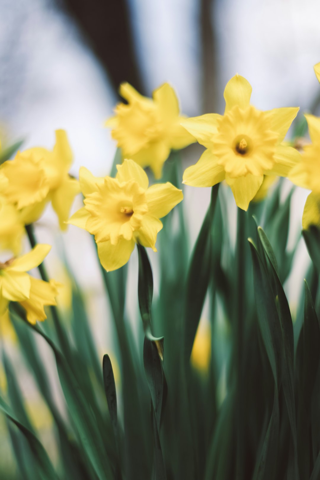 yellow daffodils in bloom during daytime