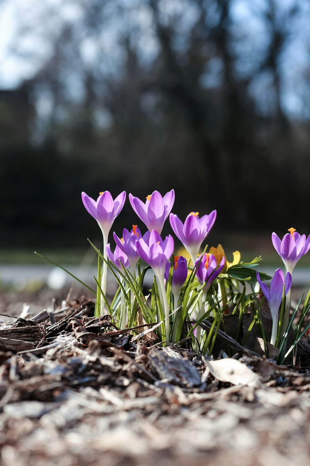 purple crocus flowers in bloom during daytime