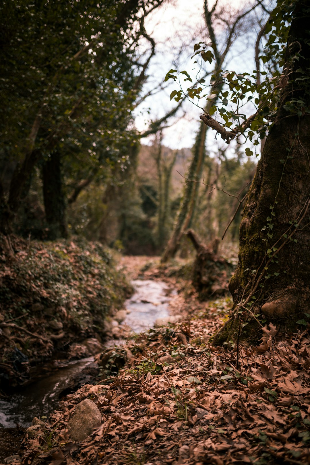 brown tree trunk on forest during daytime