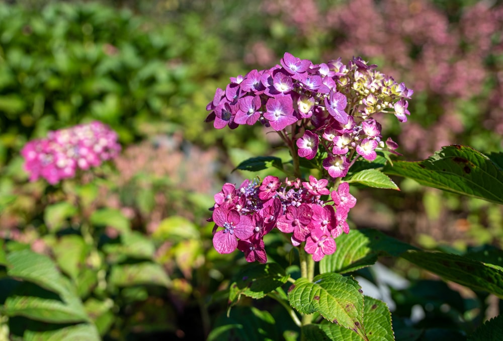 purple flowers in tilt shift lens