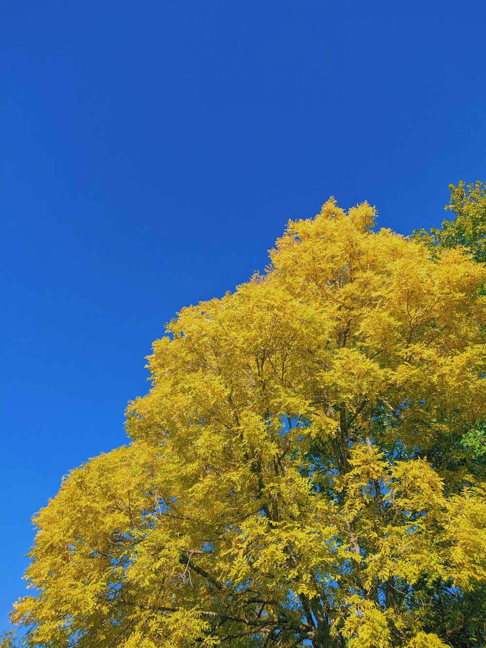 grüner und gelber Blattbaum tagsüber unter blauem Himmel