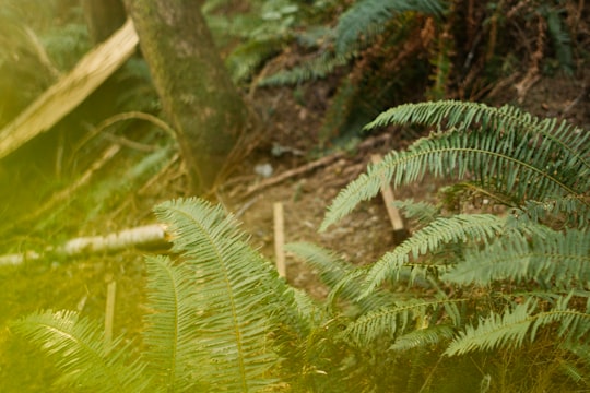 green fern plant during daytime in Sombrio Beach Canada