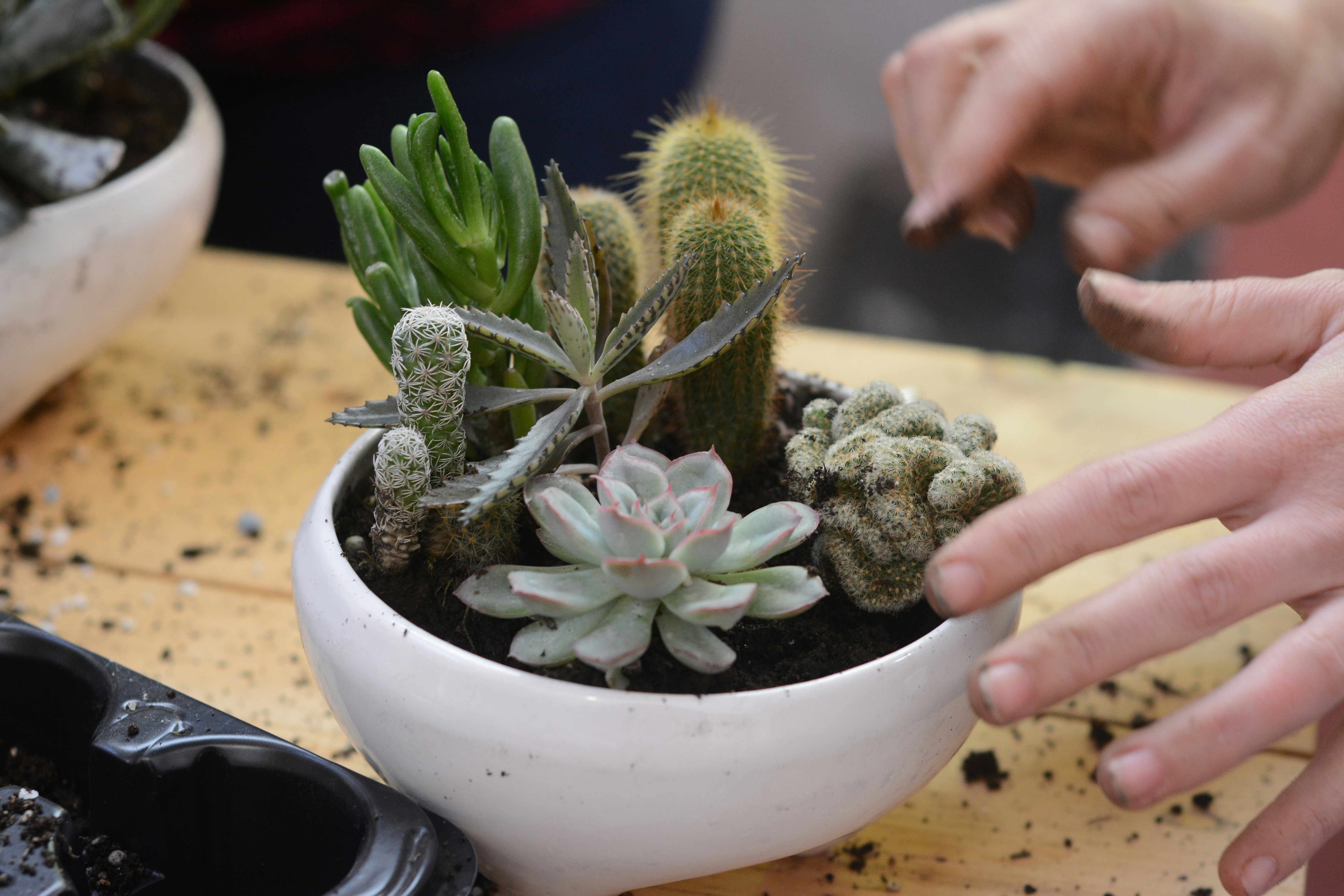 mengecek tanaman sukulen dan kaktus yang kering