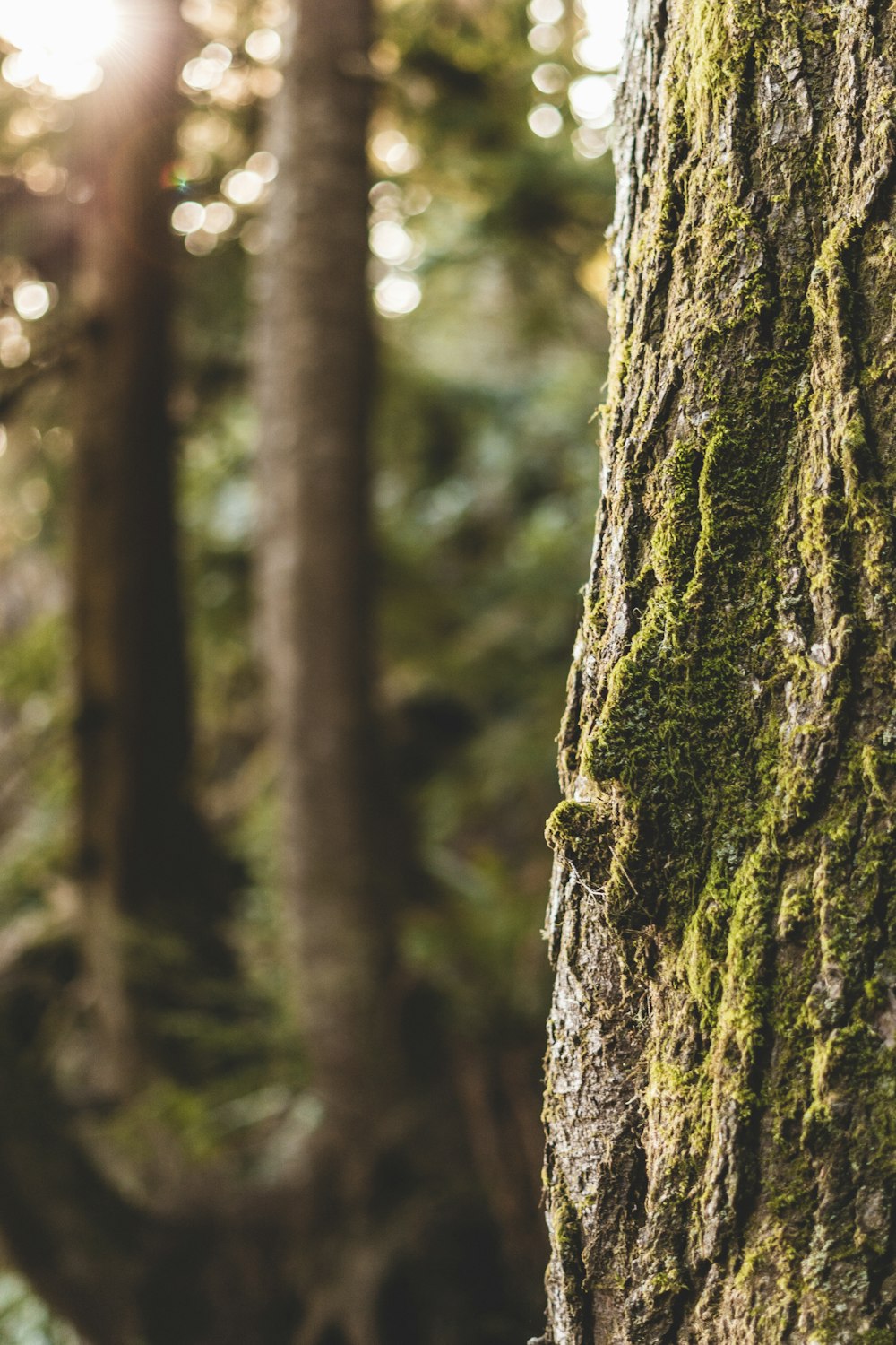 brown tree trunk in tilt shift lens