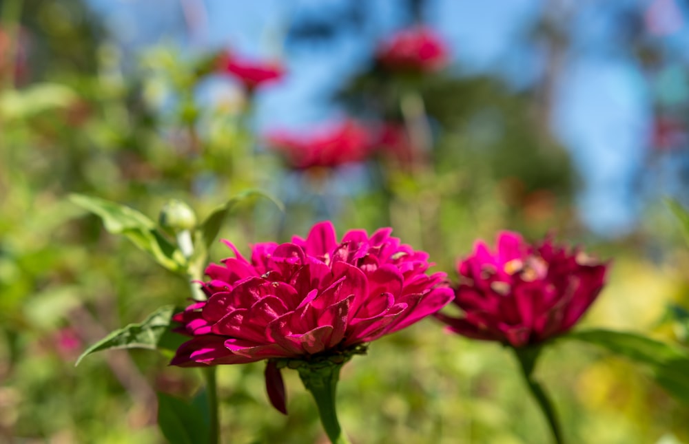 pink flower in tilt shift lens