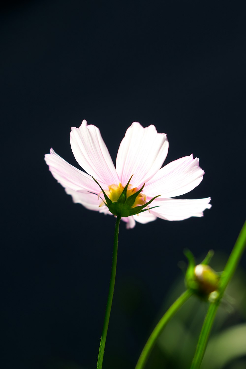 white and purple flower in black background