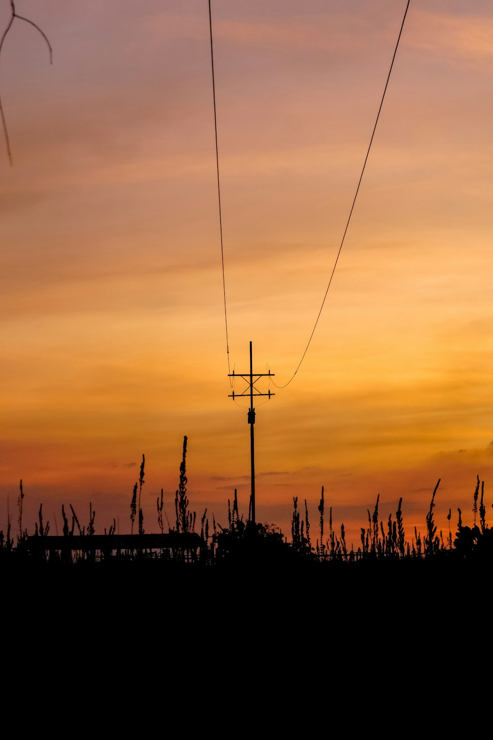 silhouette of plants during sunset