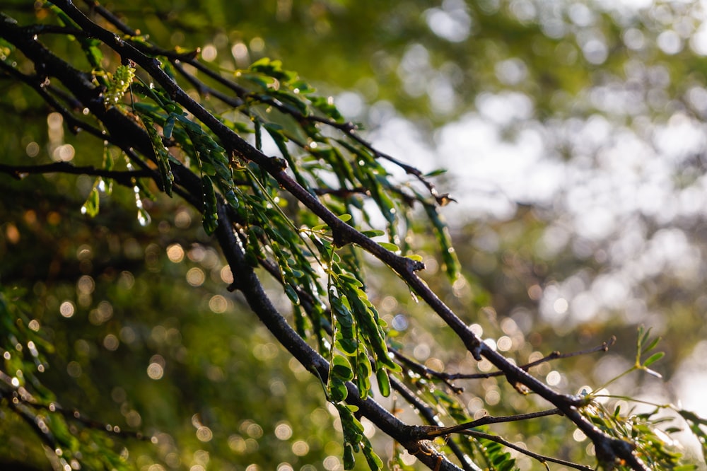 green tree branch in tilt shift lens