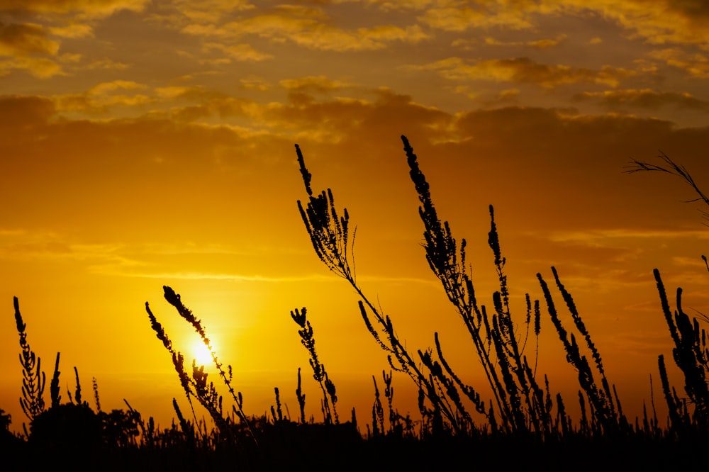 silhouette of grass during sunset