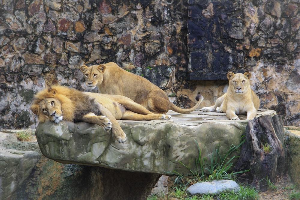 brown lion and lioness on rock