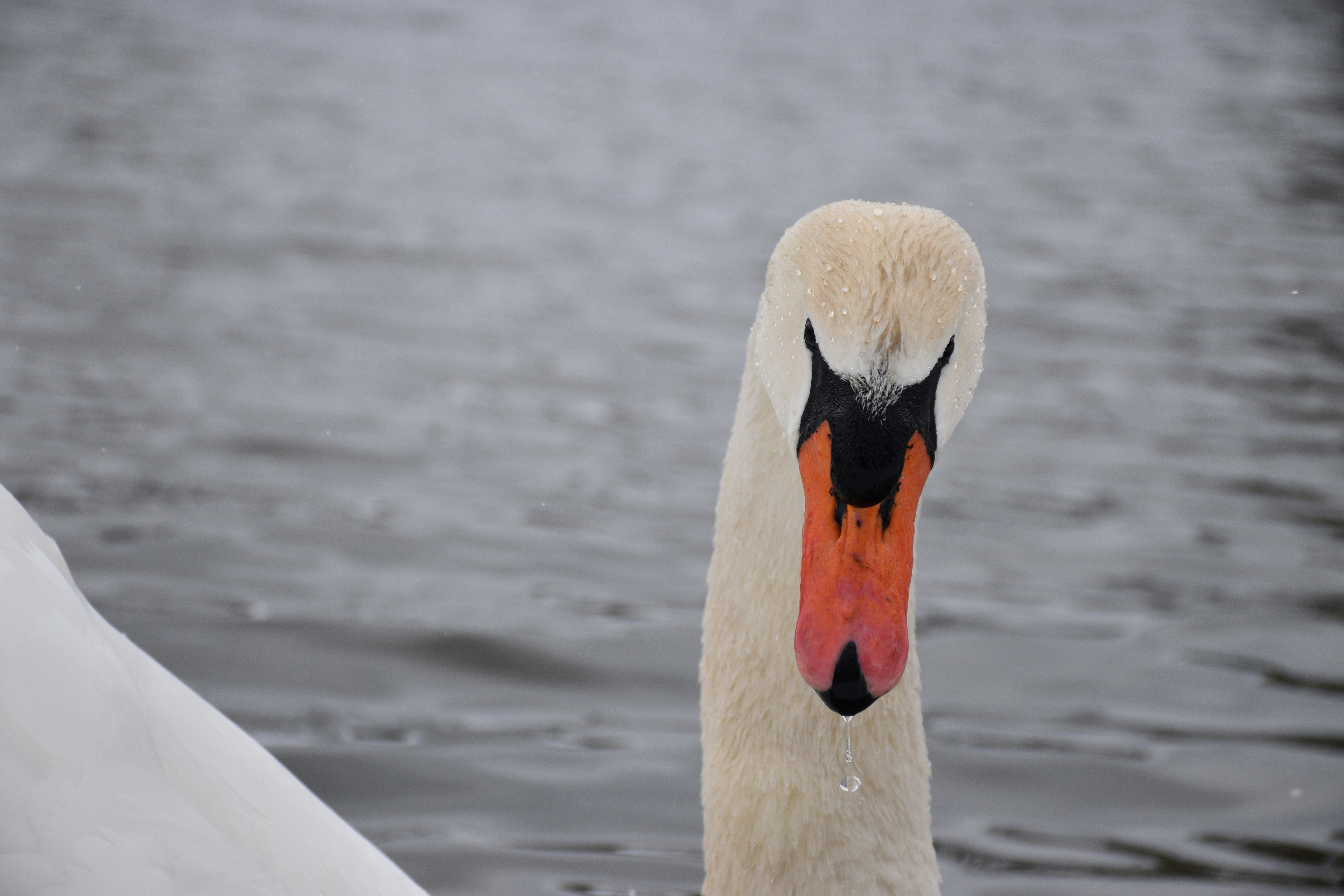 Cisne blanco en el agua durante el día