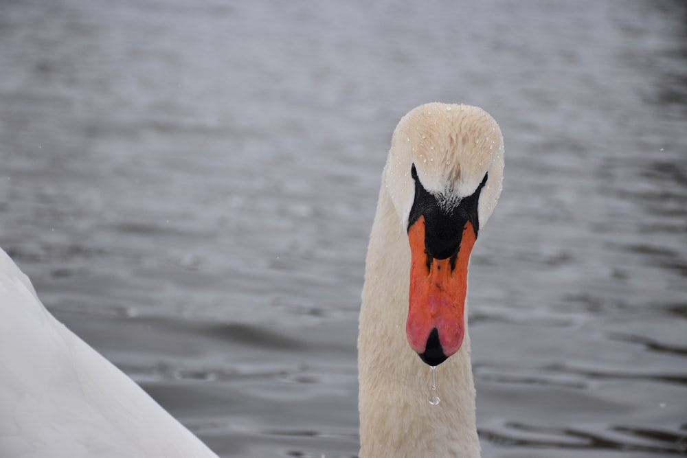 white swan on water during daytime