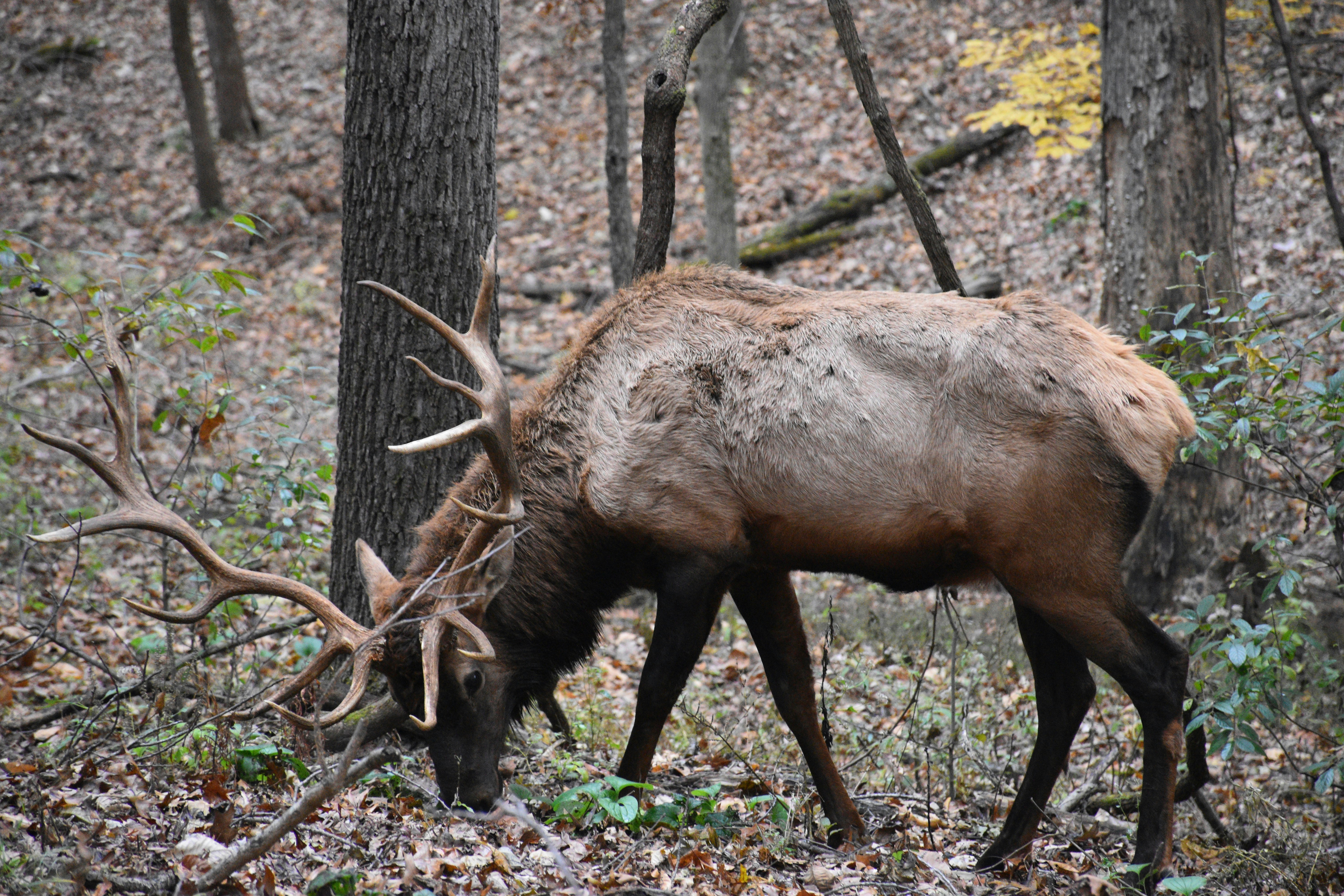 A male elk grazes along with his herd in while we hike by in Lone Elk Park.