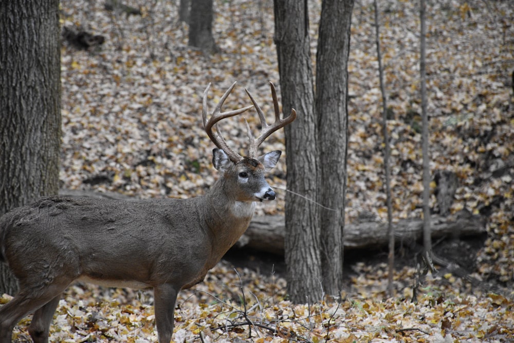 brown deer standing on brown dried leaves during daytime