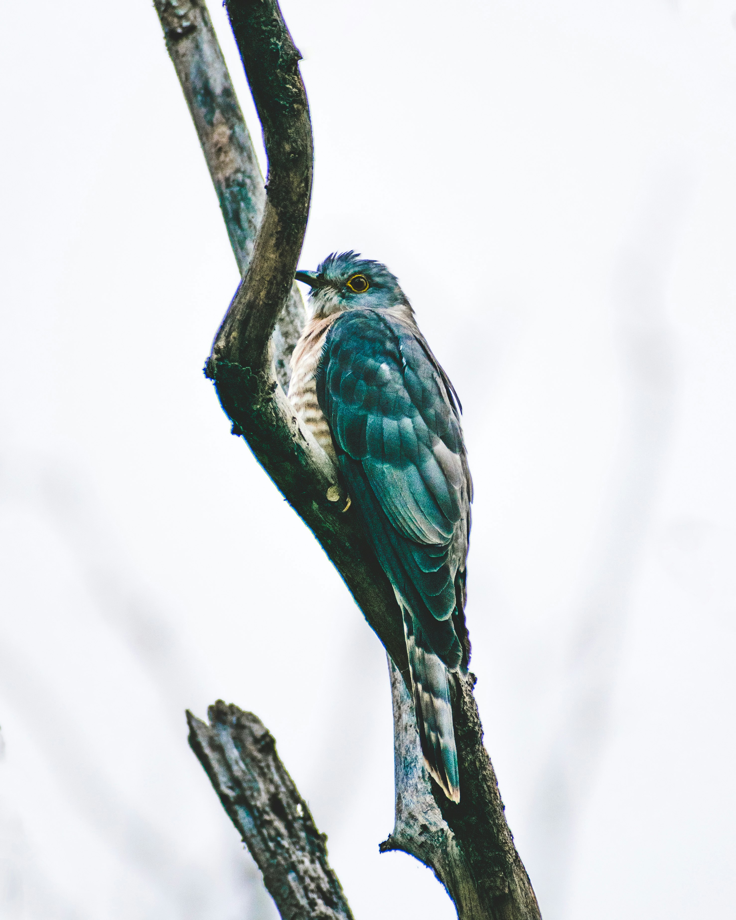 blue and green bird on brown tree branch