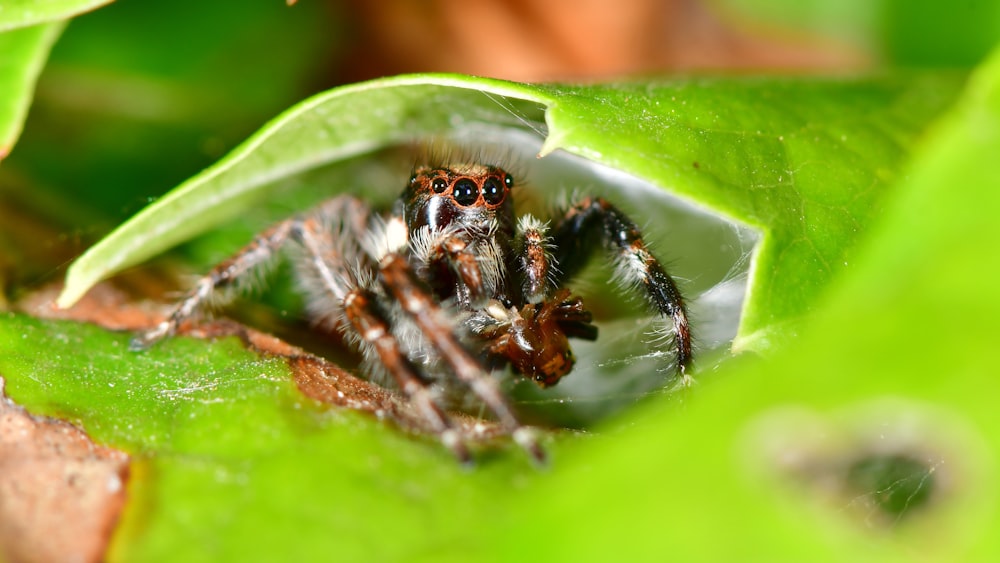 brown and black jumping spider on green leaf