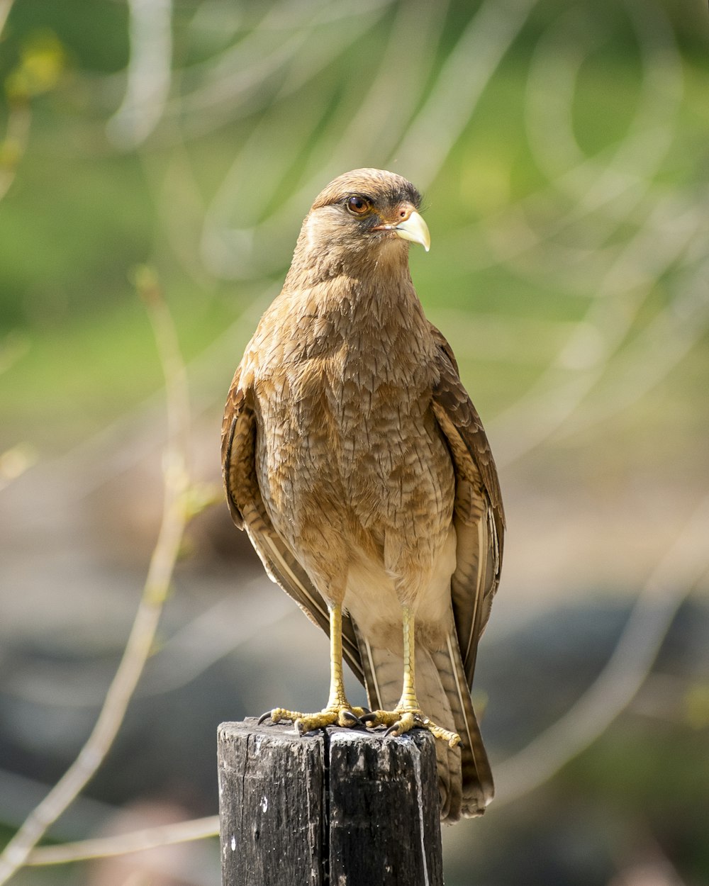 brown bird on brown wooden stand