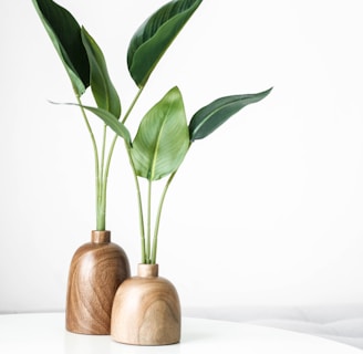 green plant on brown wooden vase