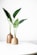 green plant on brown wooden vase