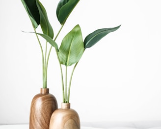 green plant on brown wooden vase