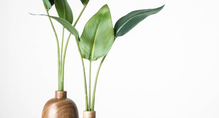 green plant on brown wooden vase