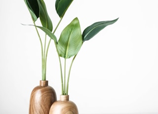 green plant on brown wooden vase