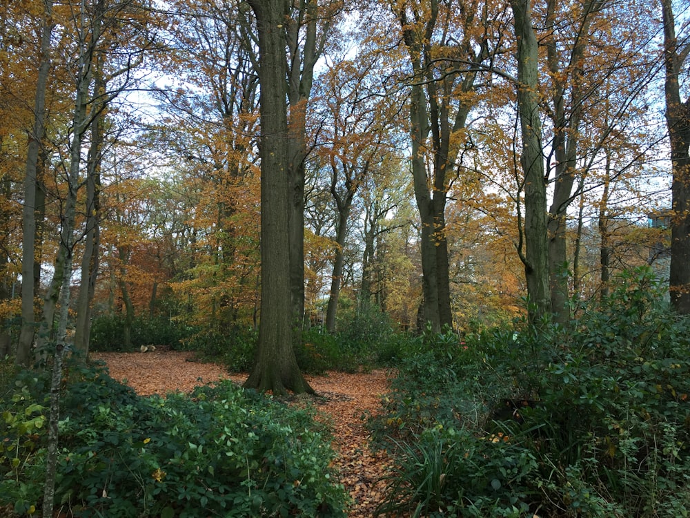 brown trees on brown soil