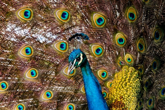 blue green and yellow peacock in El Tigre Venezuela