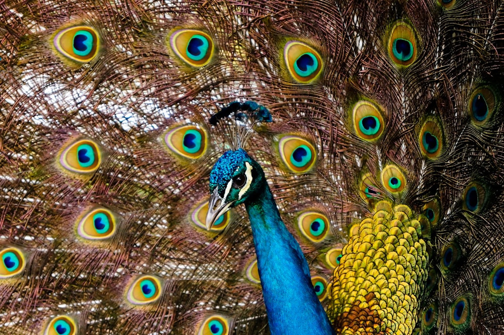 blue green and yellow peacock