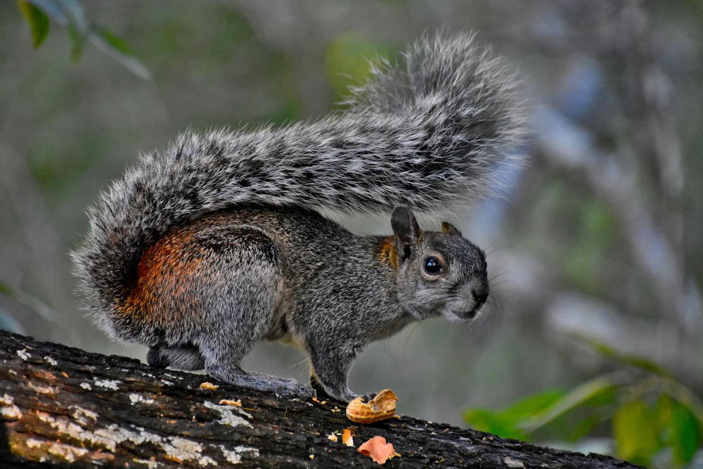 Graues Eichhörnchen frisst Nuss auf Ast