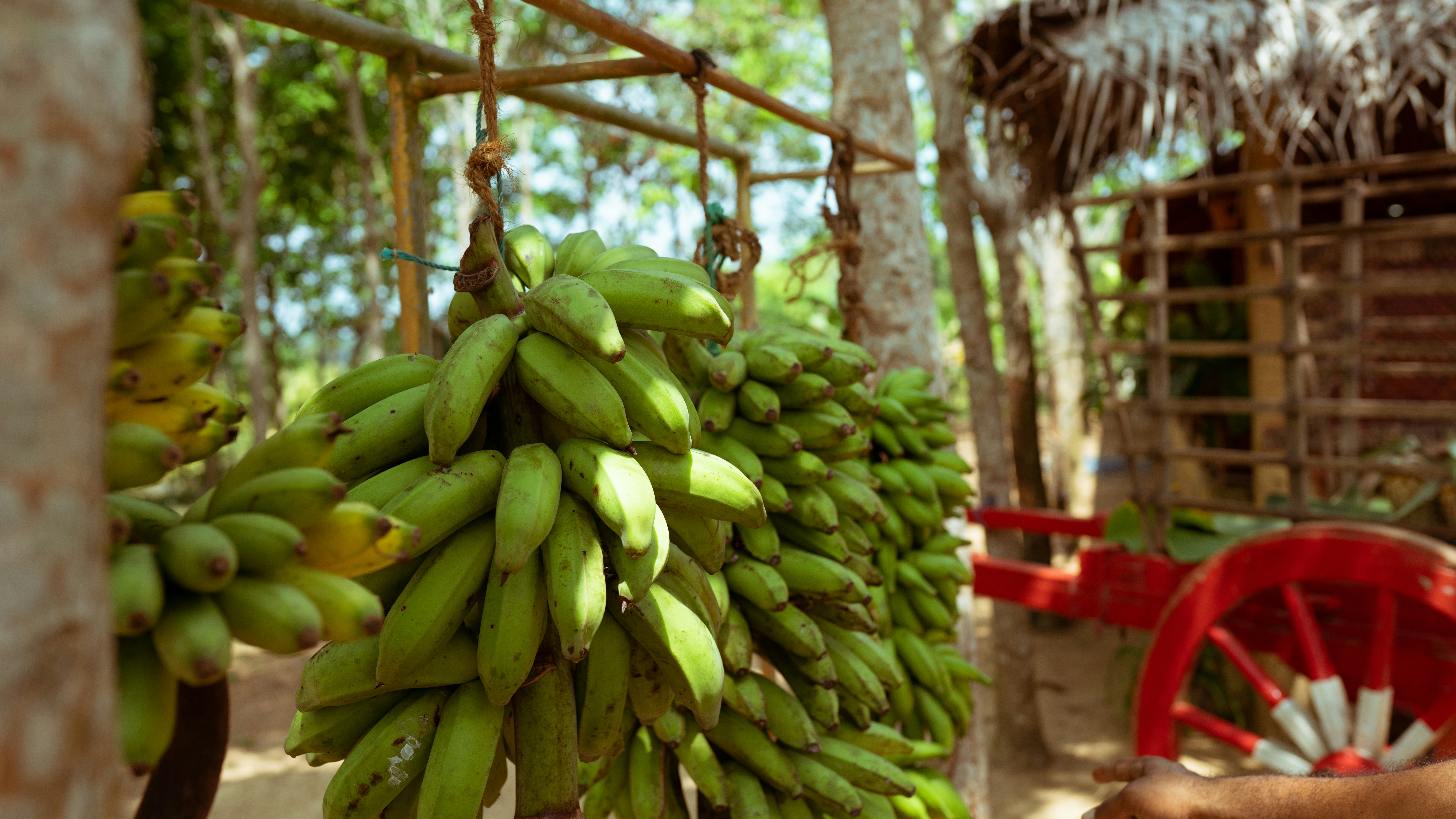fruta da banana verde na árvore