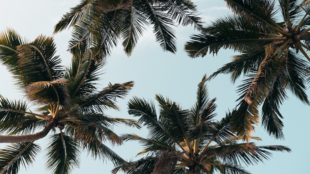 green palm tree under white sky during daytime