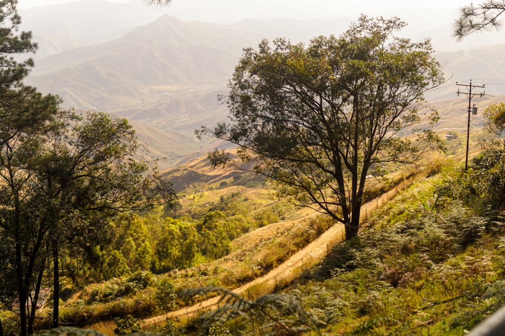 green trees on brown grass field during daytime