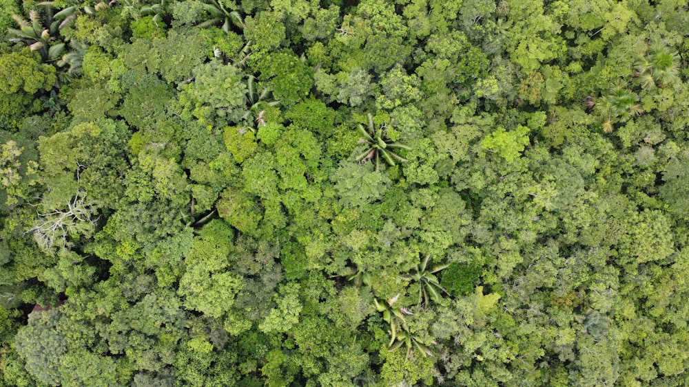 green leaves in close up photography