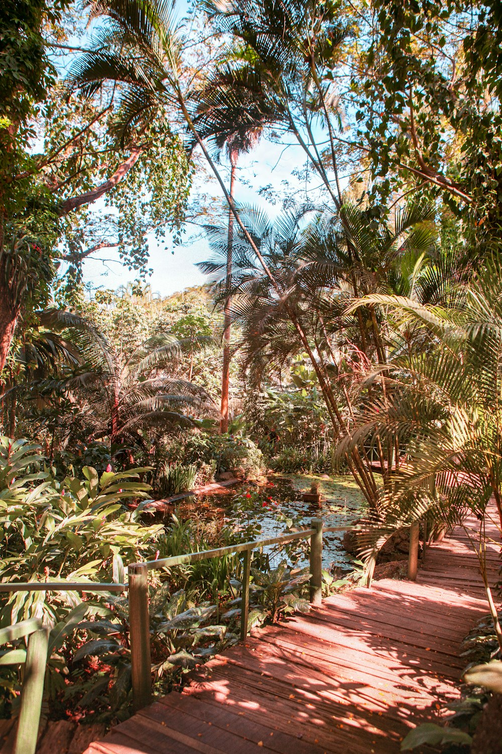 brown wooden bridge over green palm trees