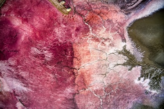 Aerial view of a landscape with striking patterns and vibrant colors. The surface displays cracked earth textures, blending shades of deep red, pink, and white. There are intricate lines resembling tree branches or roots, extending through parts of the image. The overall appearance suggests a natural formation, possibly a salt flat or a mineral-rich surface.