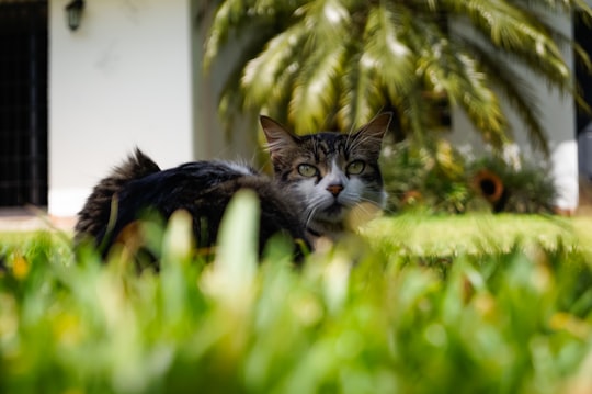 black and white cat on green grass in Caracas Venezuela