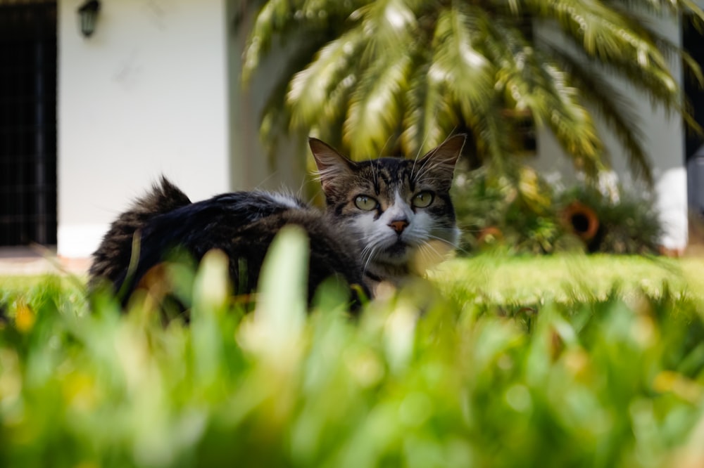 black and white cat on green grass