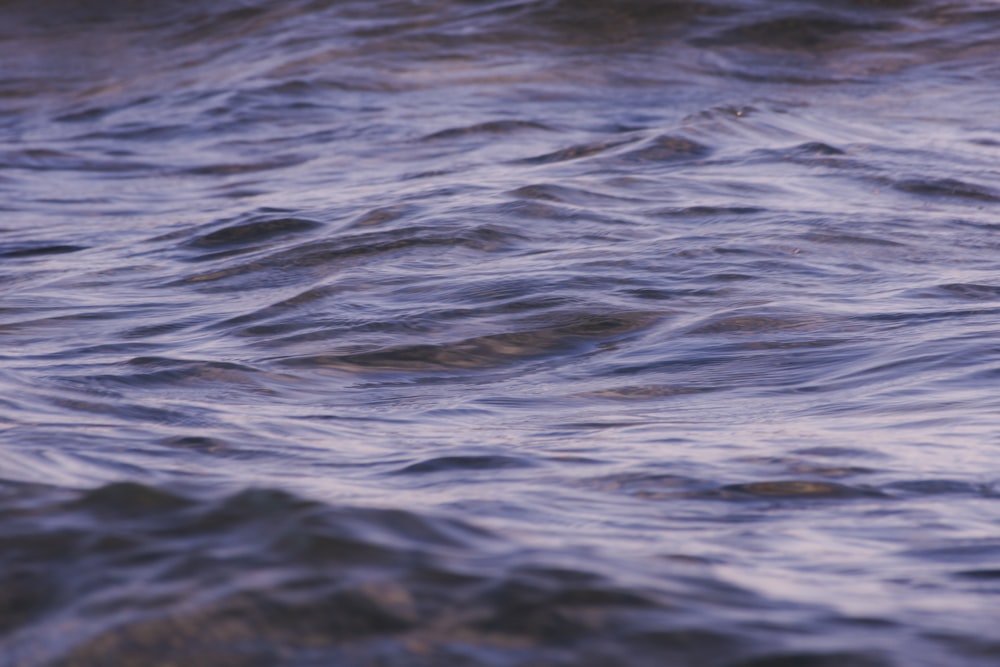 close up photo of water